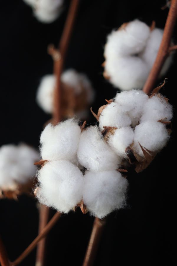 Cotton